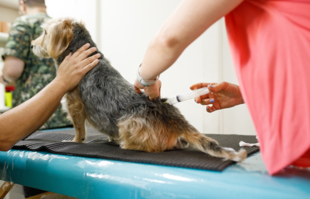 Ozonioterapia na ortopedia animal